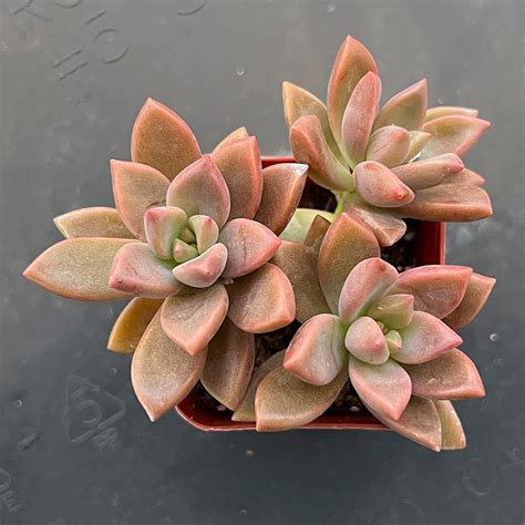 Amazon Com Graptopetalum Paraguayense Cv Bronze Rare Live Succulent Fully Rooted In Inch