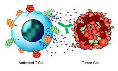Immunotherapy Cancer Checkpoints Its Science