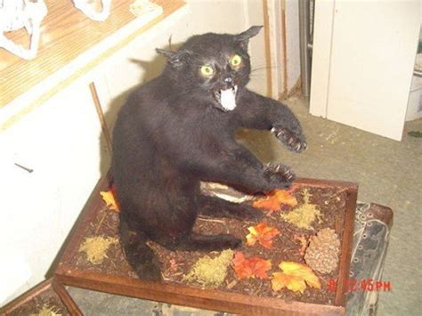 30 Bad Taxidermy Pictures That Are Both Terrifying And Hilarious