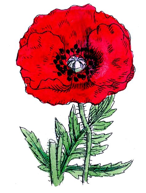 Poppy Png Vector Psd And Clipart With Transparent Background Clip Art Library