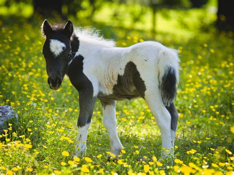 Top 9 Most Popular Horse Breeds Uk Pets