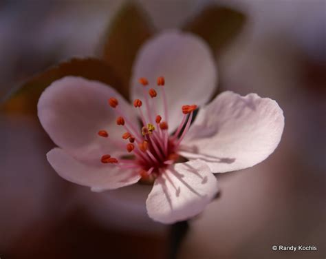 Globe Encyclopedia Cherry Blossom