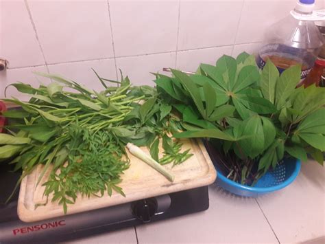 Bunga ulam raja yang dikatakan cantik. kebun sejemput...: Ulam Raja Dari Semaian Pucuk