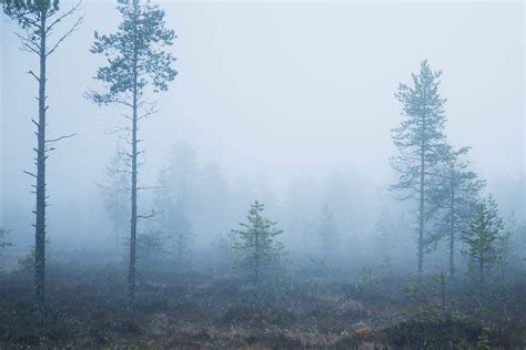 Foggy Pictures From The North Study In Sweden The Student Blog