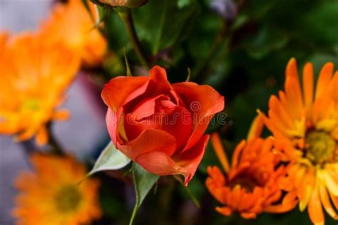 Flower Orange Close Up Petal Picture Image 114130524