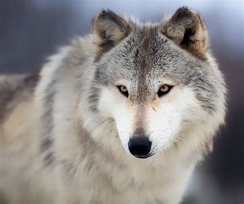 Royalty Free Gray Wolf Pictures Images And Stock Photos Istock