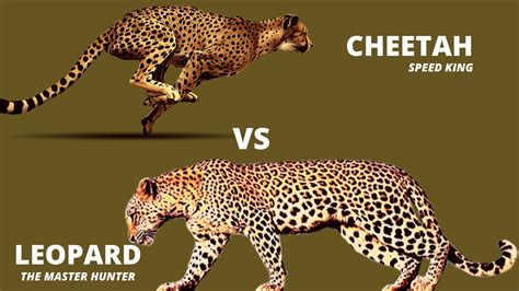 Difference Between Cheetah And Leopard