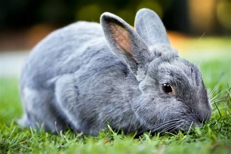 Gray Bunny Rabbit Stock Photo Image Of Gray Cottontail 12964748