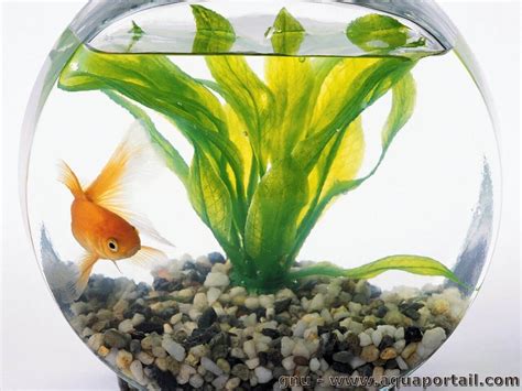 Comment Changer L'eau D'un Aquarium Poisson Rouge - Le poisson rouge vu en détails: aquarium, prix, alimentation, vie...