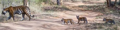 Bandippur National Park And Tiger Reserve Karnataka South India