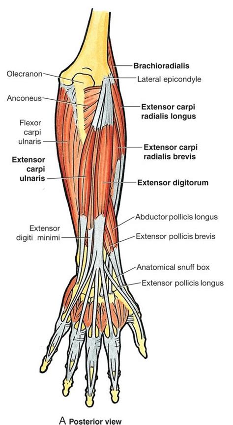 Picture Of Forearm Muscles And Tendons Human Anatomy For The Artist