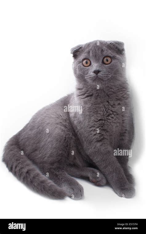 British Shorthair Cat Stock Photo Alamy