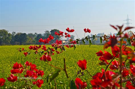 Arvind Katoch Photography View Of Beautiful Punjab Mustard Fields