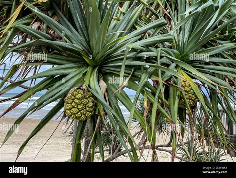 Pandanus Tree Hi Res Stock Photography And Images Alamy