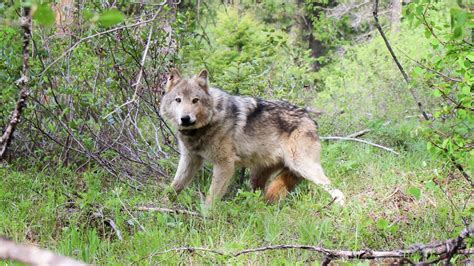 Colorado Releases Draft Plan For Wolf Reintroduction