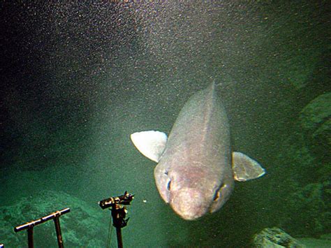Get The Facts On Scotlands Strange Sofa Shark Sharks Earth Touch