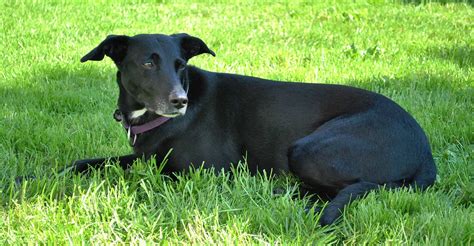 Black Redbone Coonhound Lab Mix Petfinder