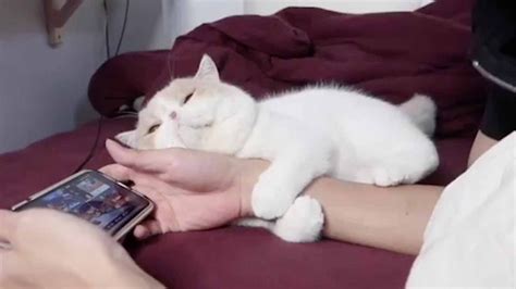 Cat Clings To Owners Arm As He Plays Games Youtube