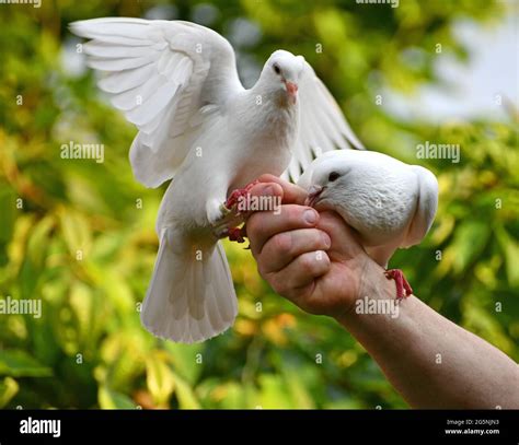 Feeding White Pigeon On Hand Stock Photo Alamy