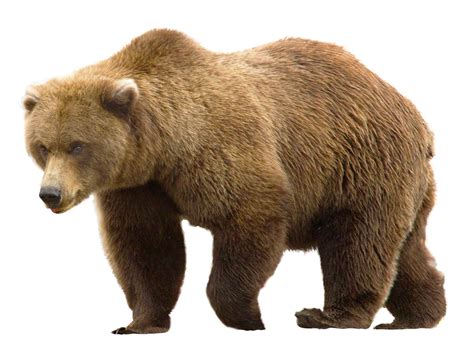 Download Bear Png Image For Free
