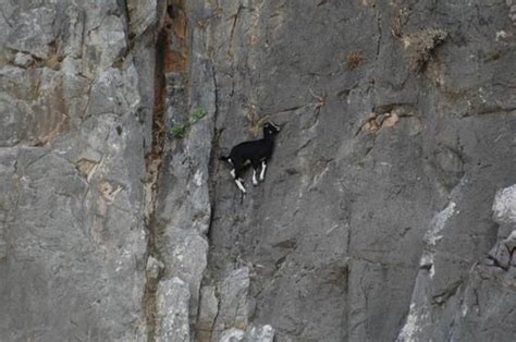 This Is As Extreme As Rock Climbing Gets Goats Mountain Goat Show