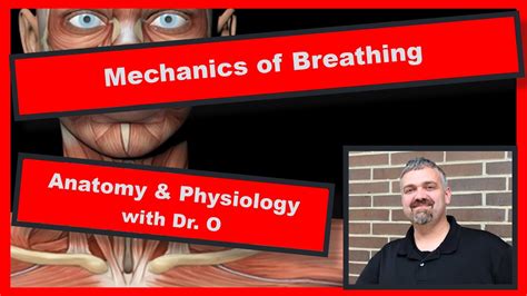 Mechanics Of Breathing Anatomy And Physiology Youtube