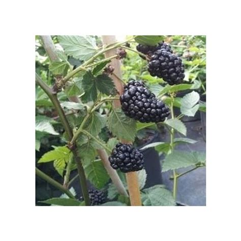 Arapaho Thornless Blackberry Plants For Sale