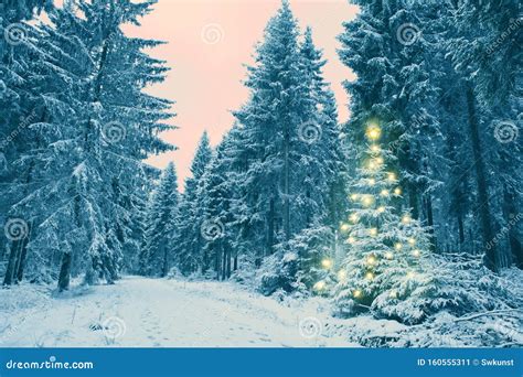 Snowy Fir Trees In The Winter Forest Christmas Tree Stock Image