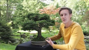 Maybe you would like to learn more about one of these? Where to find Bonsai trees for sale - Bonsai Empire