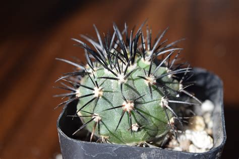 Copiapoa Cactus | Cactus Kingdom
