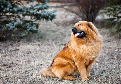 Mastiff Dog Breed Profile Personality History Care Of 4