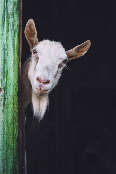 21 Inspirational Quotes From Goats Opportunity Corner And Goats
