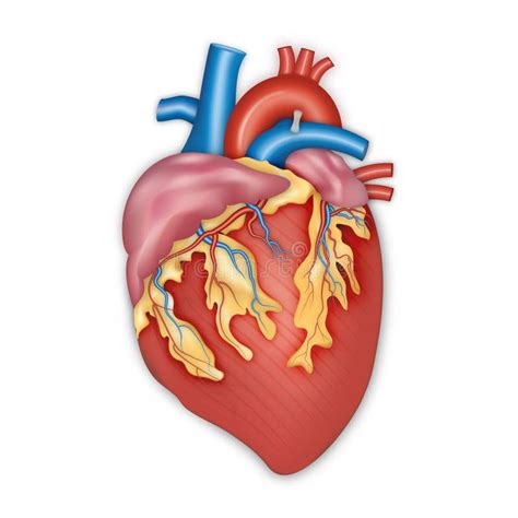 Diagram Of Human Heart Anatomy Vector Illustration Stock Illustration
