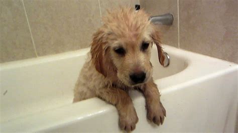 Golden Retriever Puppys First Bath Cooper 11 Weeks Old Youtube