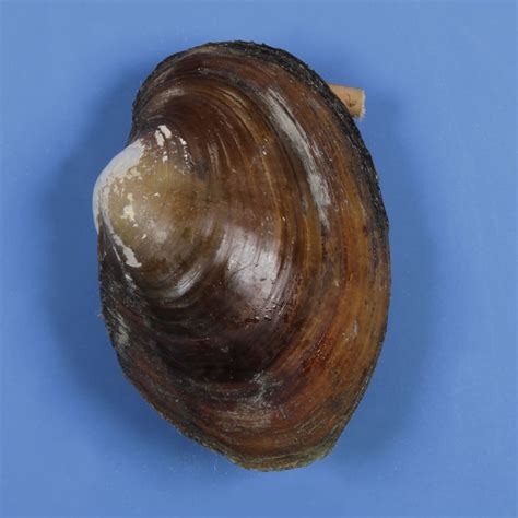 External Anatomy Of Freshwater Mussels Diagram Quizlet
