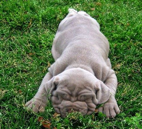 Neapolitan mastiff history, personality, appearance. Neapolitan Mastiff Baby | Puppies, Puppy love, Neapolitan ...
