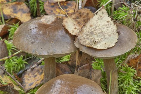 Photo 1657 09 Swamp Species Of Birch Bolete Mushrooms