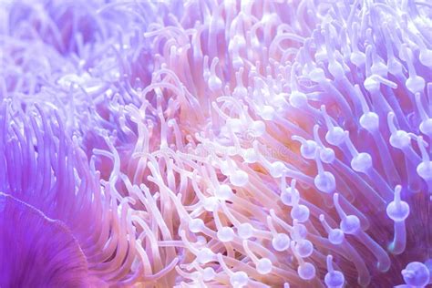 Beautiful Sea Flower In Underwater World With Corals And Fish Nature