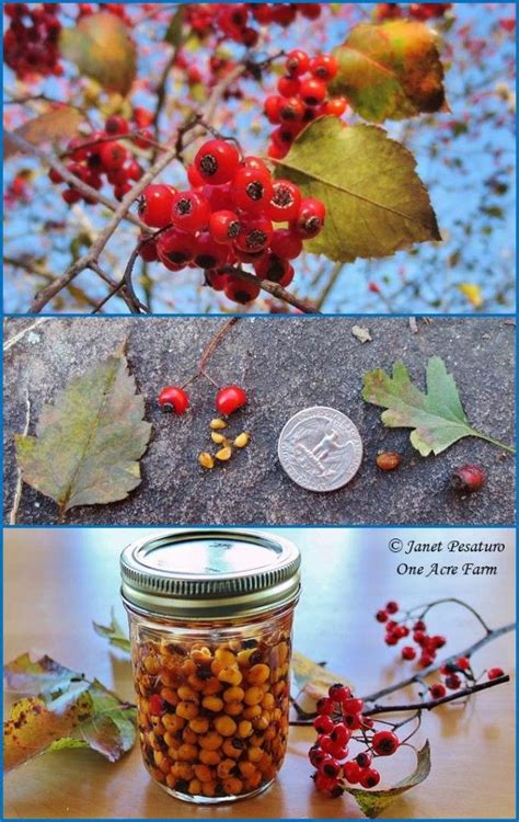 Hawthorn Berries Identify Harvest And Make An Extract Wild Food