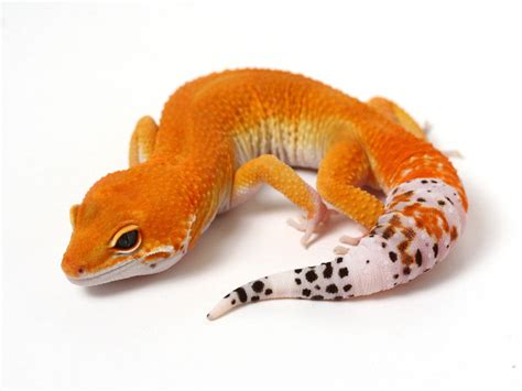 Tangerine Leopard Gecko 060115a Male Gecko Daddy