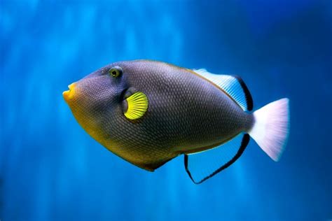 Golden Eye View Top 15 Most Beautiful Fishes Of The World According To