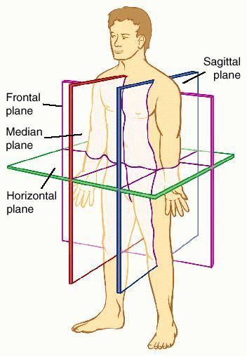 The anatomical position (and the directional terms) is something you'll soon learn when you take a course in anatomy and physiology. Planes of the body, with subject in the anatomical ...