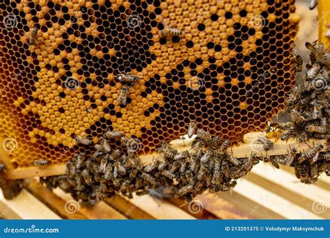 Queen Bee In A Beehive Laying Eggs Supported By Worker Bees Stock Image