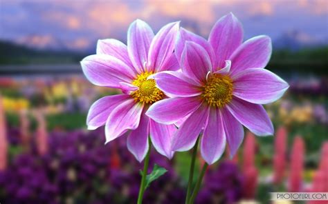 Cute Flowers Wallpapers For Laptop