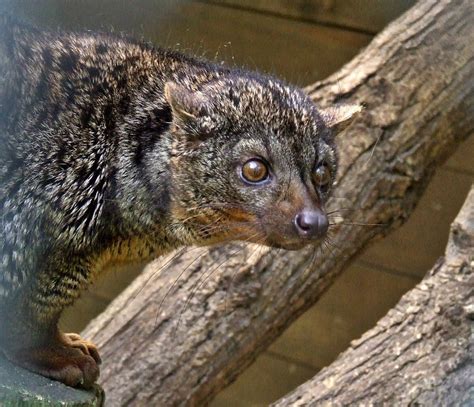 African Palm Civet Zoochat