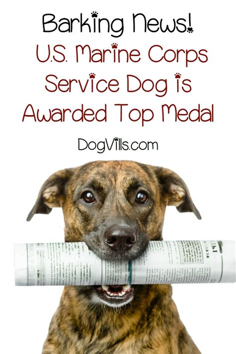 From the funny to the inspirational, here's 100 of the best dog inspired quotes. U.S.Marine Dog Receives Top Medal for Service Dogs