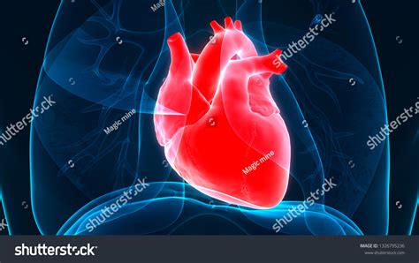 Human Heart Anatomy 3d Stock Illustration 1326795236 Shutterstock