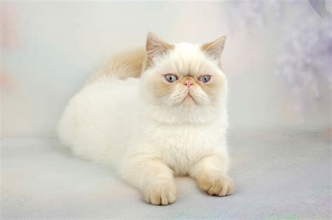 Exotic Shorthair Cat Breed Information