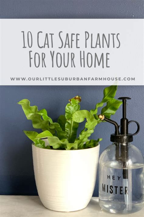 10 Cat Safe Plants For Your Home Our Little Suburban Farmhouse