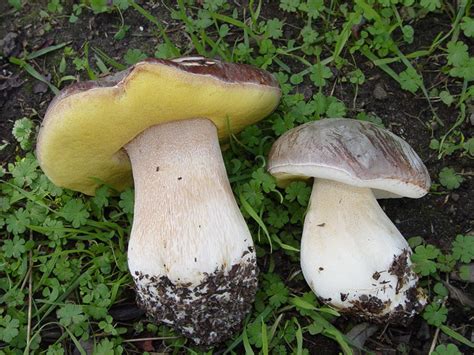 Boletus Areus Queen Bolete Pix Mushroom Hunting And